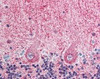 Immunohistochemistry staining of EIF3F in cerebellum tissue using EIF3F Antibody.