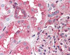 Immunohistochemistry staining of HSP90B2P in kidney tissue using HSP90B2P Antibody.