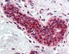 Immunohistochemistry staining of PCNA in breast tissue using PCNA Antibody.