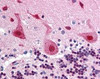 Immunohistochemistry staining of FANCA in cerebellum tissue using FANCA Antibody.