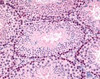 Immunohistochemistry staining of GLI2 in mouse, testis tissue using GLI2 Antibody.