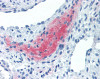 Immunohistochemistry staining of LEFTY2 in uterus, myometrium tissue using LEFTY2 monoclonal Antibody.