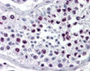 Immunohistochemistry staining of Cyclin A1 in testis tissue using Cyclin A1 Antibody.