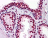 Immunohistochemistry of human prostate tissue stained using RUNX2 Monoclonal Antibody.