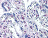 Immunohistochemistry of human placenta tissue stained using DRAK1 Monoclonal Antibody.