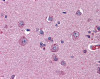 Immunohistochemistry of human brain cortex tissue stained using Netrin G2 Monoclonal Antibody.