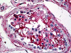 Immunohistochemistry of human testis tissue stained using Annexin V Monoclonal Antibody.