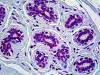 Immunohistochemistry of human breast tissue stained using CRY1 Monoclonal Antibody.