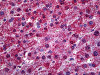 Immunohistochemistry of human liver tissue stained using ORP150 Monoclonal Antibody.