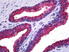 Immunohistochemistry of human prostate tissue stained using NPR2 Monoclonal Antibody.