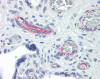 Immunohistochemistry of human placenta tissue stained using RND3 Monoclonal Antibody.