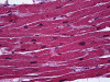 Immunohistochemistry of human heart tissue stained using BCL11A Monoclonal Antibody.