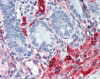 Immunohistochemistry of human small intestine tissue stained using FLNA Monoclonal Antibody.