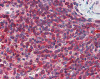 Immunohistochemistry of human spleen tissue stained using PIP5K2A Monoclonal Antibody.