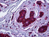 Immunohistochemistry of human breast tissue stained using MYH9 Monoclonal Antibody.