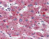 Immunohistochemistry of human liver tissue stained using SERPING1 Monoclonal Antibody.