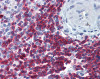 Immunohistochemistry of human spleen tissue stained using CD3-Zeta Monoclonal Antibody.