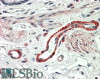 42-062 (0.3ug/ml) staining of Mouse Skeletal Muscle lysate (35ug protein in RIPA buffer) . Detected by chemiluminescence.