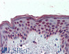 42-116 (2.5ug/ml) staining of paraffin embedded Human Placenta. Steamed antigen retrieval with citrate buffer pH 6, AP-staining.