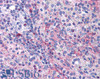 42-121 (ug/ml) staining of paraffin embedded Human Tonsil. Steamed antigen retrieval with citrate buffer pH 6, AP-staining.