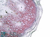 42-126 Immunofluorescence analysis of paraformaldehyde fixed HeLa cells, permeabilized with 0.15% Triton. Primary incubation 1hr (10ug/ml) followed by Alexa Fluor 488 secondary antibody (2ug/ml) , showing cytoplasmic and membrane staining. The nuclear sta