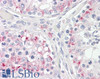 In paraffin embedded Human Placenta shows membrane staining in trophoblasts-. Recommended concentration, 2.5-3.8ug/ml.