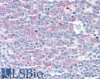 42-161 (3.75ug/ml) staining of paraffin embedded Human Adrenal Gland. Steamed antigen retrieval with citrate buffer pH 6, AP-staining.