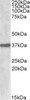 42-174 (0.5ug/ml) staining of Human Kidney lysate (35ug protein in RIPA buffer. Detected by chemiluminescence.