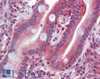 42-183 (1ug/ml) staining of Human Testis lysate (35ug protein in RIPA buffer) . Primary incubation was 1 hour. Detected by chemiluminescence.