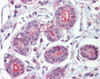 45-047 (2.5ug/ml) staining of paraffin embedded Human Breast. Steamed antigen retrieval with citrate buffer pH 6, AP-staining.