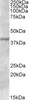 42-190 (3.75ug/ml) staining of paraffin embedded Human Pancreas. Steamed antigen retrieval with citrate buffer pH 6, AP-staining.