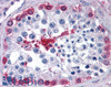 42-236 (5ug/ml) staining of paraffin embedded Human Pancreas. Microwaved antigen retrieval with Tris/EDTA buffer pH9, HRP-staining.