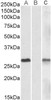 42-249 (10ug/ml) staining of paraffin embedded Human Cortex. Steamed antigen retrieval with citrate buffer pH 6, AP-staining.