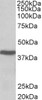 42-271 (0.1ug/ml) staining of HepG2 lysate (35ug protein in RIPA buffer) . Primary incubation was 1 hour. Detected by chemiluminescence.