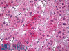 42-301 (0.01ug/ml) staining of Human Cerebellum (A) , Duodenum (B) and Heart (C) cell lysates (35ug protein in RIPA buffer) . Primary incubation was 1 hour. Detected by chemiluminescence.