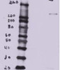 42-313 (5ug/ml) staining of paraffin embedded Human Lung. Steamed antigen retrieval with citrate buffer pH 6, AP-staining.