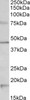 42-333 (0.03ug/ml) staining of Rat Brain lysate (35ug protein in RIPA buffer) . Primary incubation was 1 hour. Detected by chemiluminescence.