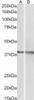 42-367 (0.3ug/ml) staining of Rat Brain lysate (35ug protein in RIPA buffer) . Primary incubation was 1 hour. Detected by chemiluminescence.