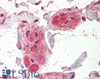 42-383 (0.05ug/ml) staining of Jurkat lysate (35ug protein in RIPA buffer) . Primary incubation was 1 hour. Detected by chemiluminescence.