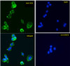 HEK293 lysate (10ug protein in RIPA buffer) overexpressing Human COPS3 with DYKDDDDK tag probed with 42-405 (1.0ug/ml) in Lane A and probed with anti-DYKDDDDK Tag (1/5000) in lane C. Mock-transfected HEK293 probed with 42-405 (1mg/ml) in Lane B. Primary