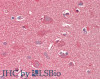 42-412 (0.3ug/ml) staining of Rat Kidney lysate (35ug protein in RIPA buffer) . Detected by chemiluminescence.