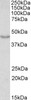 42-414 (0.1ug/ml) staining of Peripheral Blood Lymphocytes lysate (35ug protein in RIPA buffer) . Primary incubation was 1 hour. Detected by chemiluminescence.