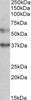 42-425 (0.1ug/ml) staining of Human Colon lysate (35ug protein in RIPA buffer) . Detected by chemiluminescence.