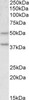 42-429 (0.03ug/ml) staining of Rat Liver lysate (35ug protein in RIPA buffer) . Primary incubation was 1 hour. Detected by chemiluminescence.