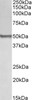 42-443 (1ug/ml) staining of Jurkat lysate (35ug protein in RIPA buffer) . Primary incubation was 1 hour. Detected by chemiluminescence.