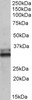 42-478 (3.8ug/ml) staining of paraffin embedded Human Kidney. Steamed antigen retrieval with citrate buffer pH 6, AP-staining.