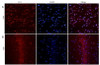 42-484 (3.8ug/ml) staining of paraffin embedded Human Prostate. Steamed antigen retrieval with citrate buffer pH 6, AP-staining.