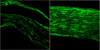 42-486 (0.1ug/ml) staining of Human Skin lysate (35ug protein in RIPA buffer) . Primary incubation was 1 hour. Detected by chemiluminescence.