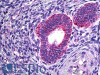 42-500 (3.75ug/ml) staining of paraffin embedded Human Breast. Steamed antigen retrieval with citrate buffer pH 6, AP-staining.