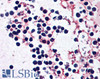 42-502 (2ug/ml) staining of Human Frontal Cortex lysate (35ug protein in RIPA buffer) . Detected by chemiluminescence.